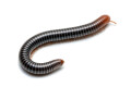 Analocostreptus servatius juvenil